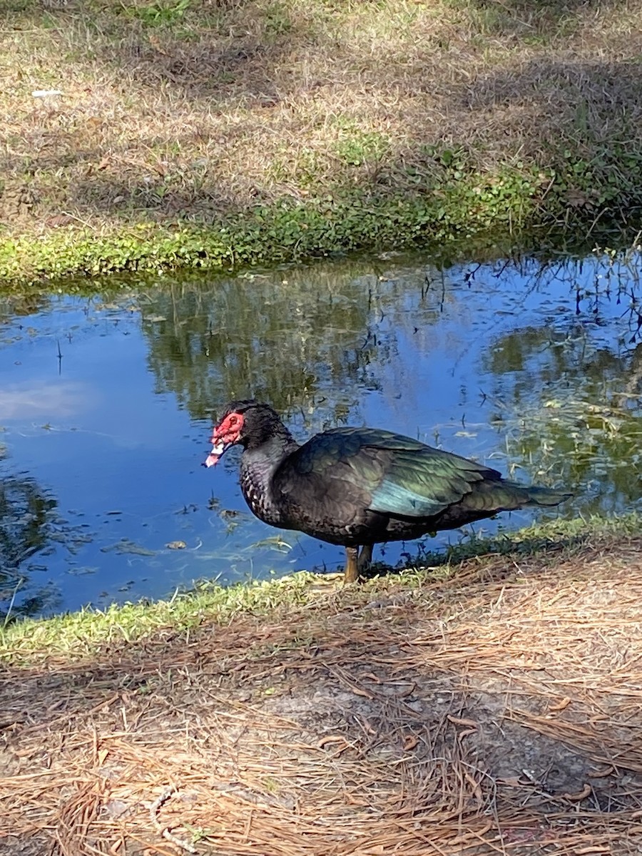 Muscovy Duck (Domestic type) - ML539250721