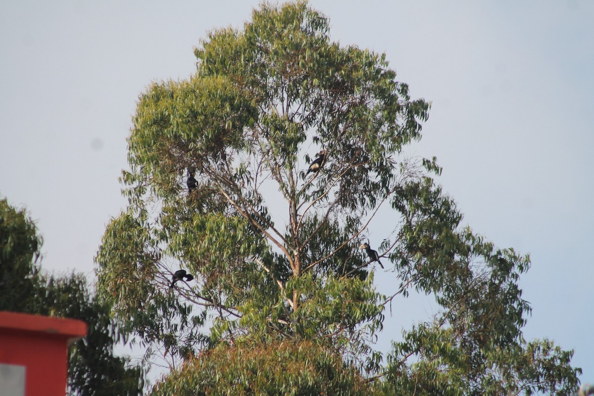 Trumpeter Hornbill - ML539250841