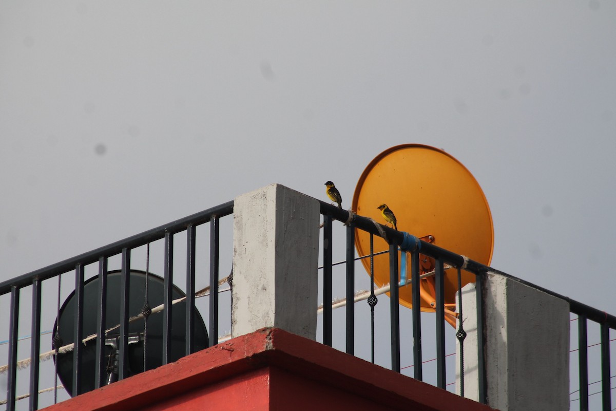 Baglafecht Weaver - ML539251311