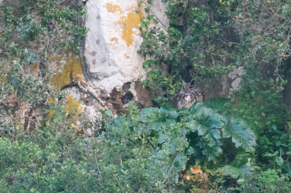 Eurasian Eagle-Owl - ML539251361