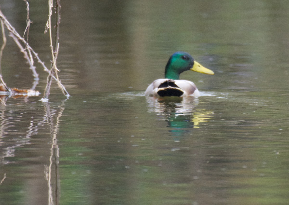 Mallard - Jose Paulo Monteiro