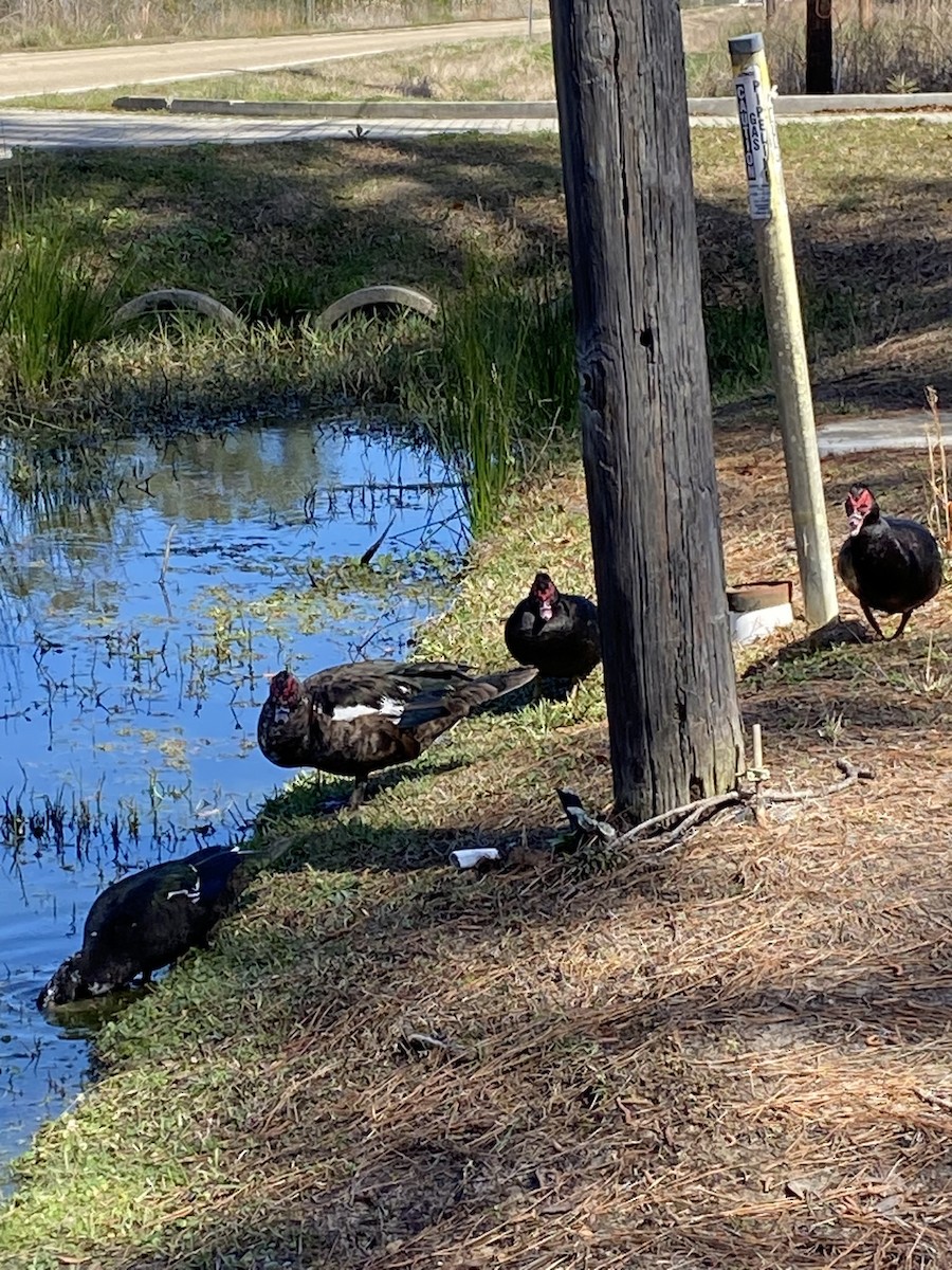 Muscovy Duck (Domestic type) - ML539251641