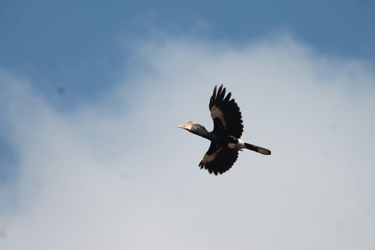 Silvery-cheeked Hornbill - ML539252291