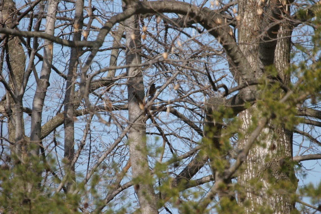 Varied Thrush - ML539253491