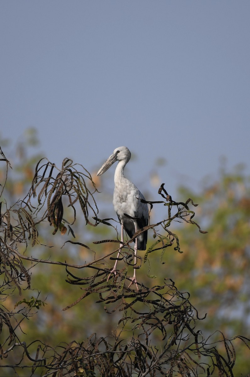 Asian Openbill - ML539253591