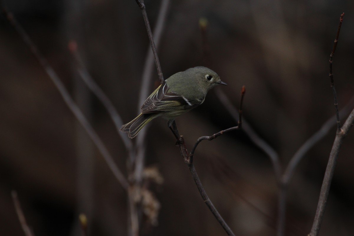 Ruby-crowned Kinglet - ML53925361