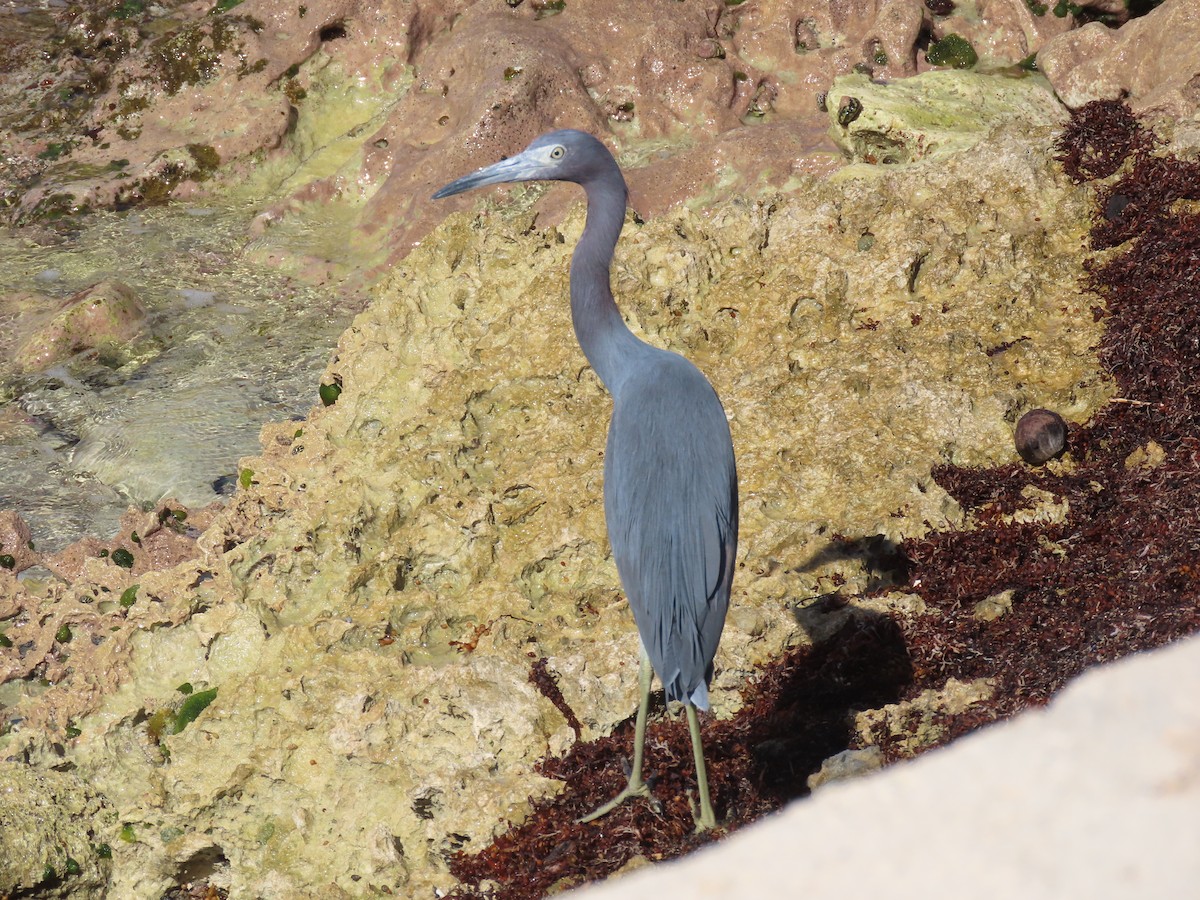 Little Blue Heron - Brent Thomas