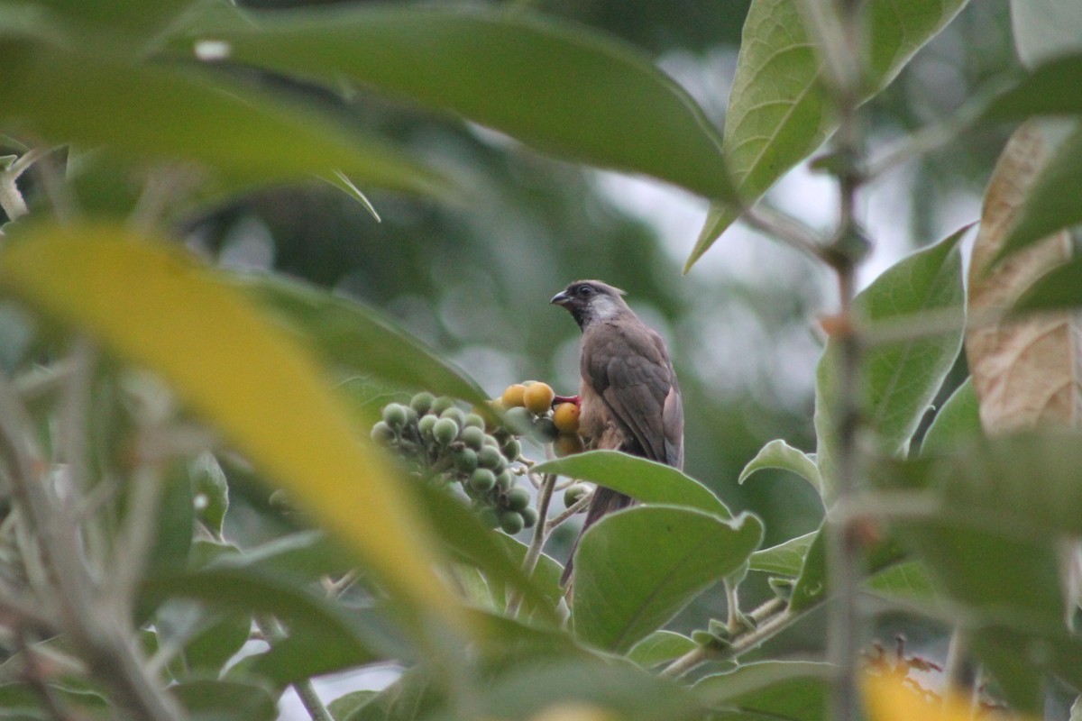 Speckled Mousebird - ML539254601