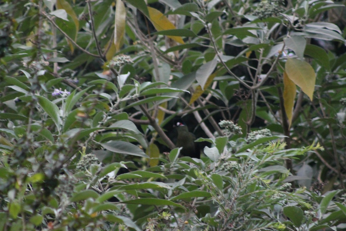 Hartlaub's Turaco - ML539255181