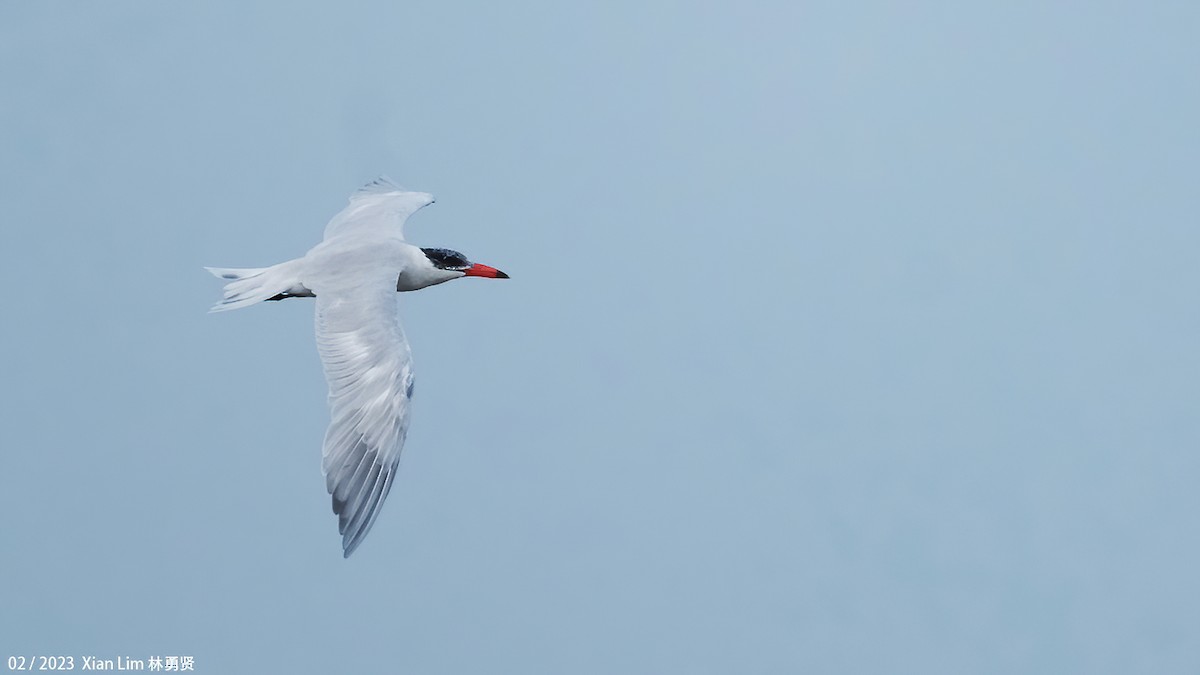 Caspian Tern - ML539255741