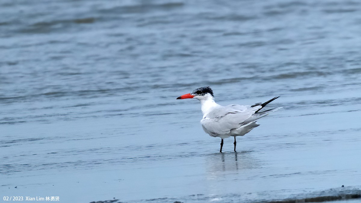 Caspian Tern - Lim Ying Hien