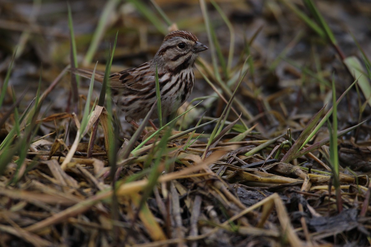Song Sparrow - ML53925611