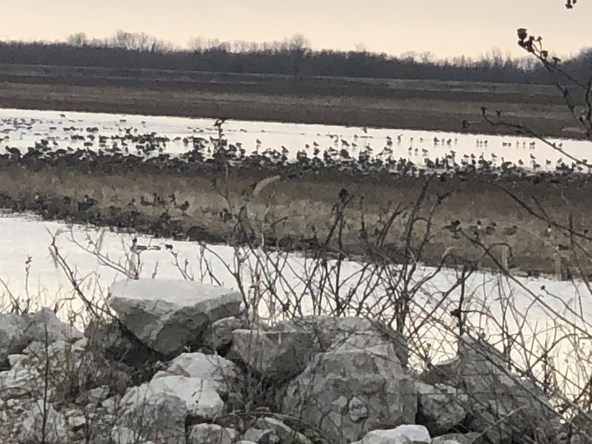 Northern Pintail - ML539256381