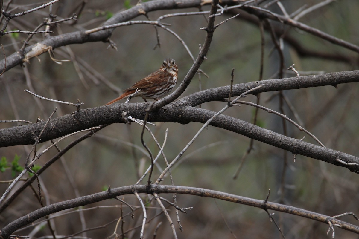 Fox Sparrow - ML53925651