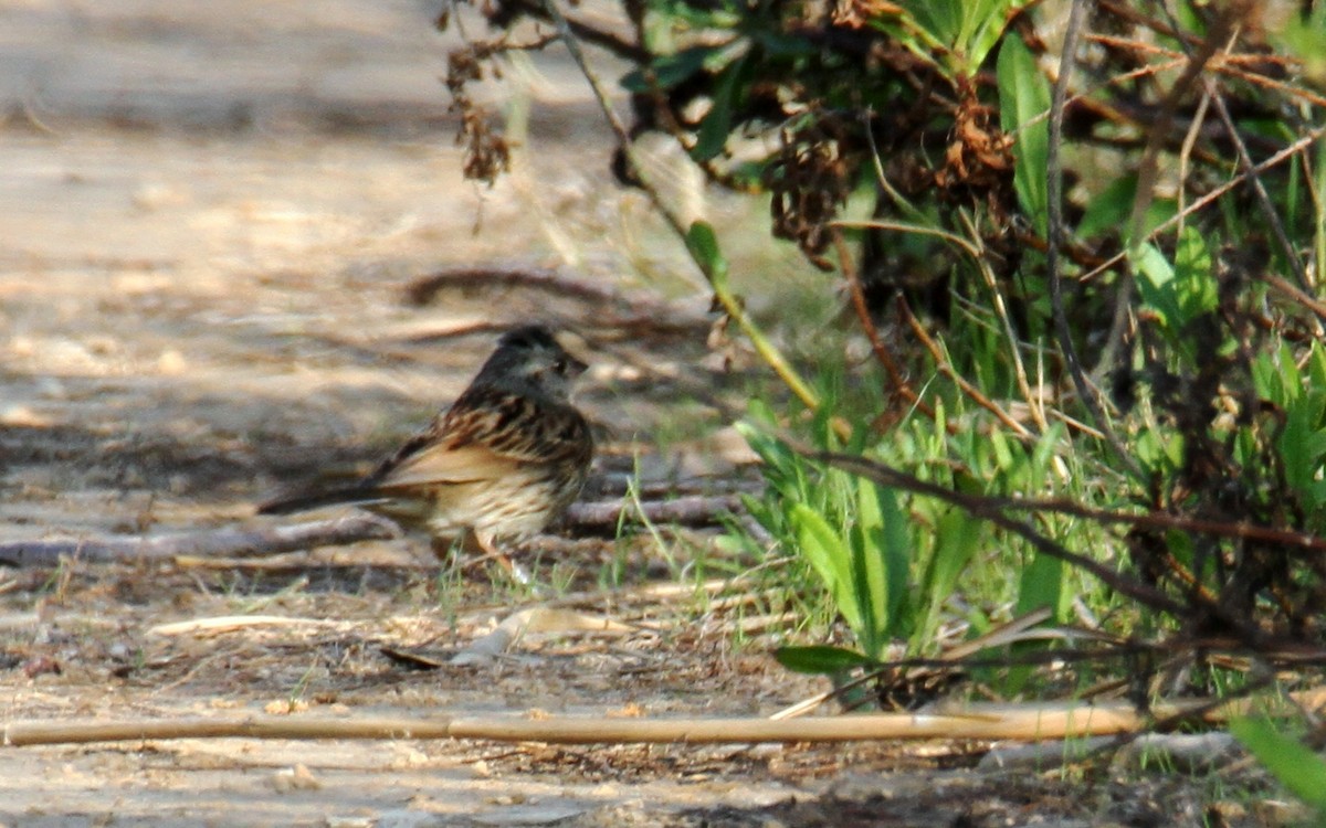 Escribano Enmascarado (spodocephala/sordida) - ML539257281