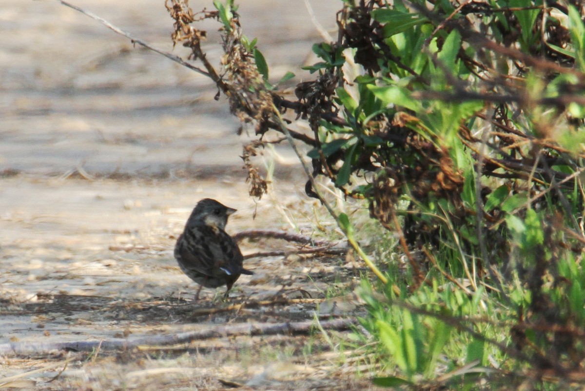 Black-faced Bunting - ML539257291