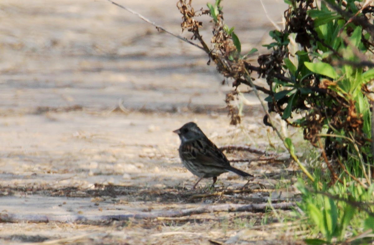 Black-faced Bunting - yuda siliki