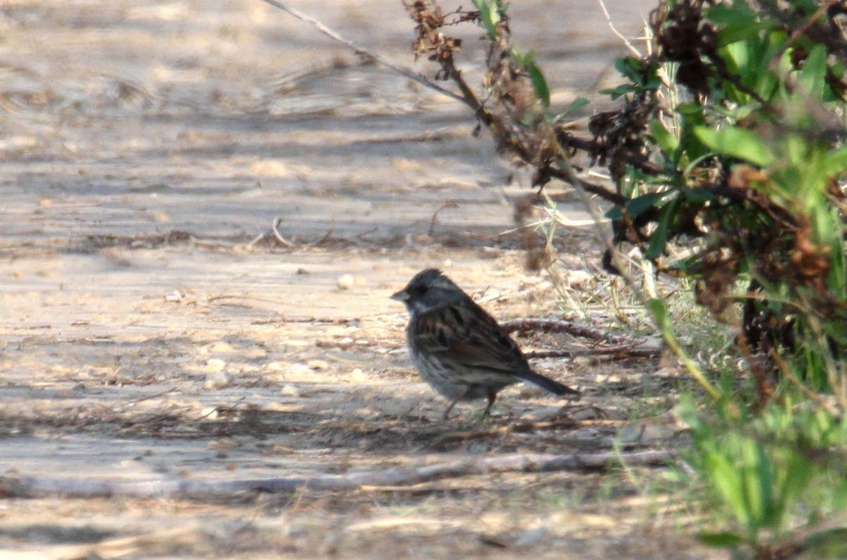 Black-faced Bunting - ML539257311