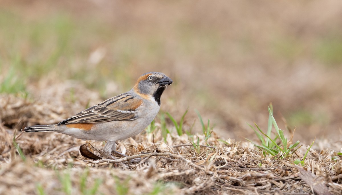 Kenya Rufous Sparrow - Ian Davies