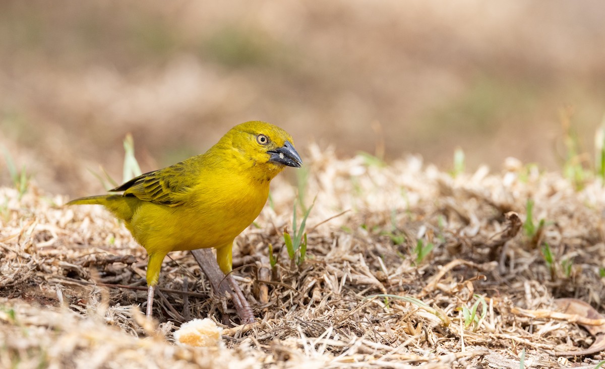 Holub's Golden-Weaver - ML539258381