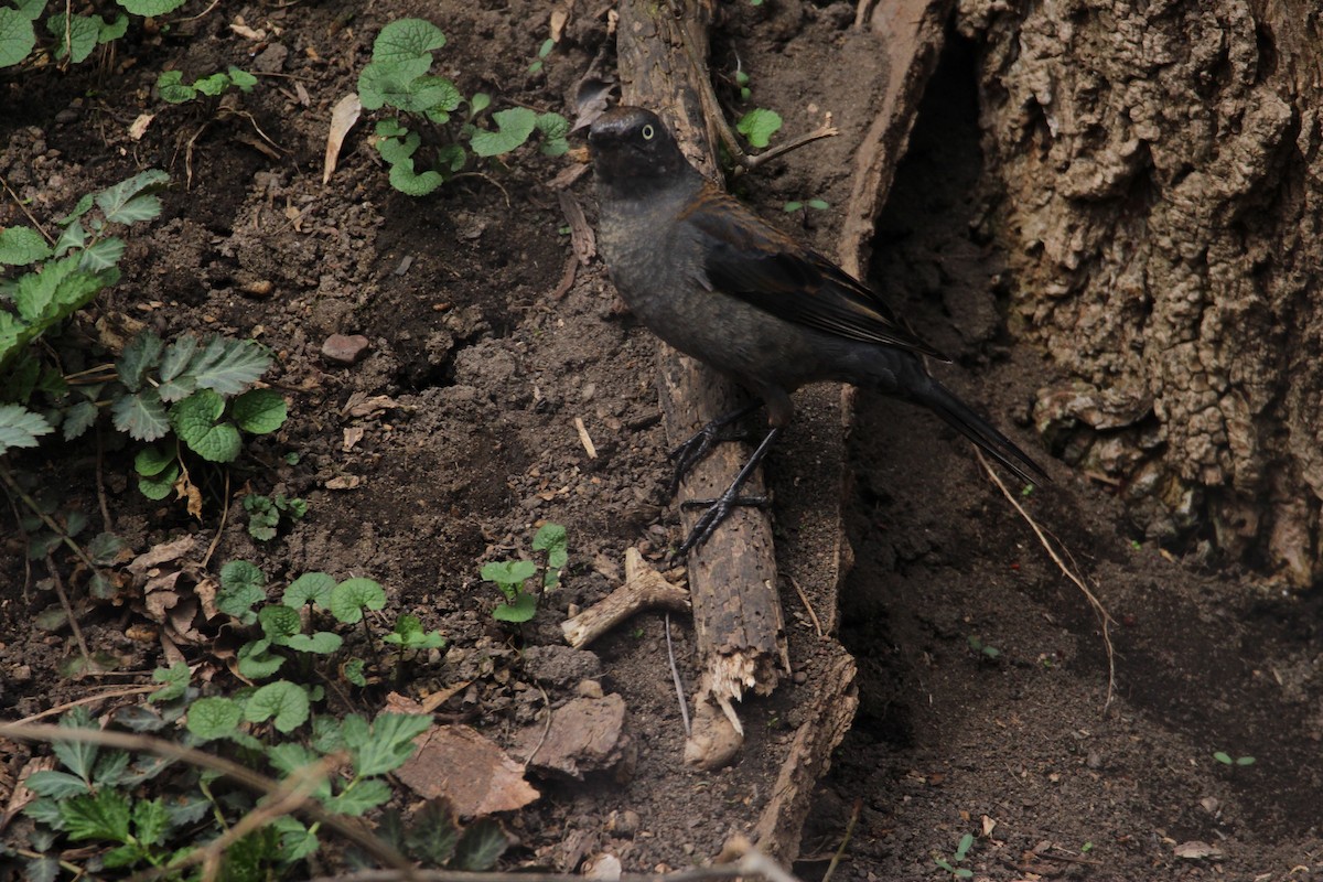 Rusty Blackbird - ML53925891