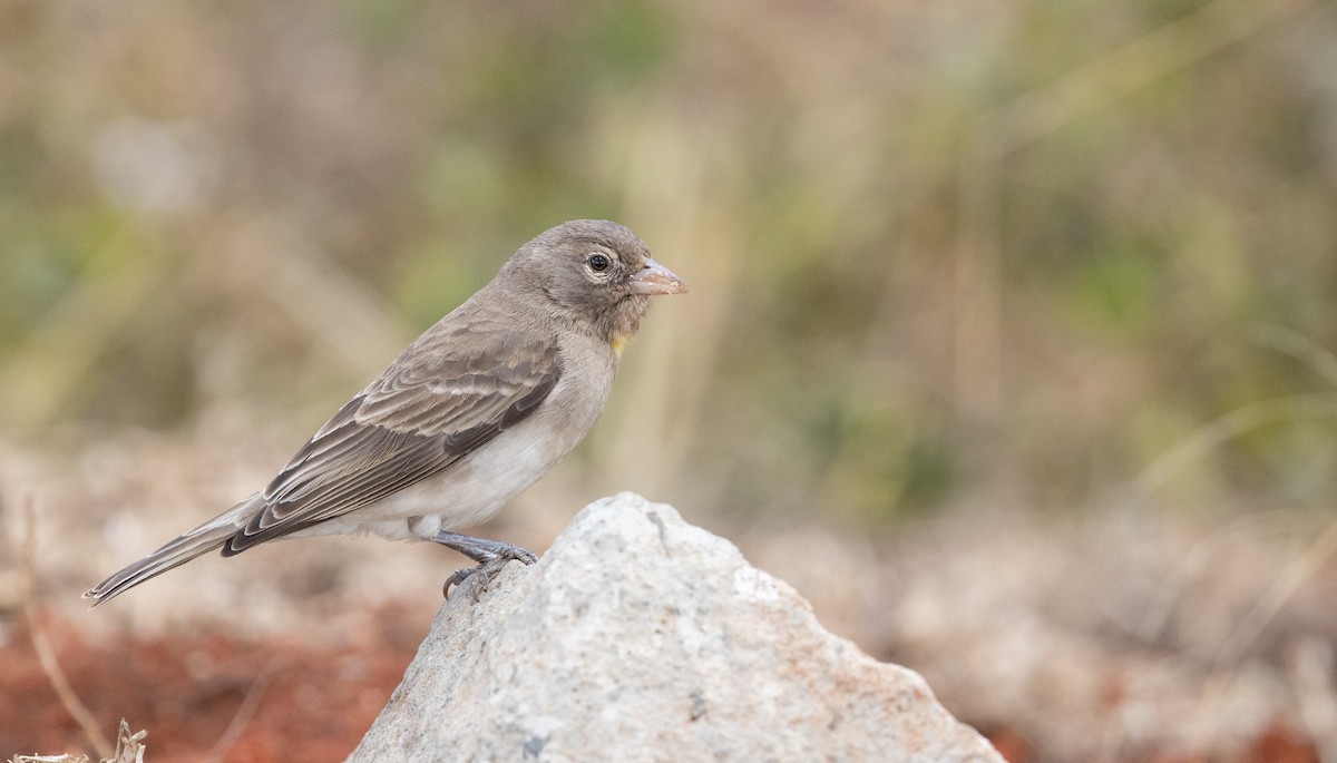 Yellow-spotted Bush Sparrow - Ian Davies