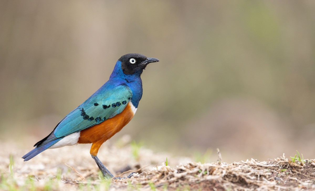 Superb Starling - Ian Davies