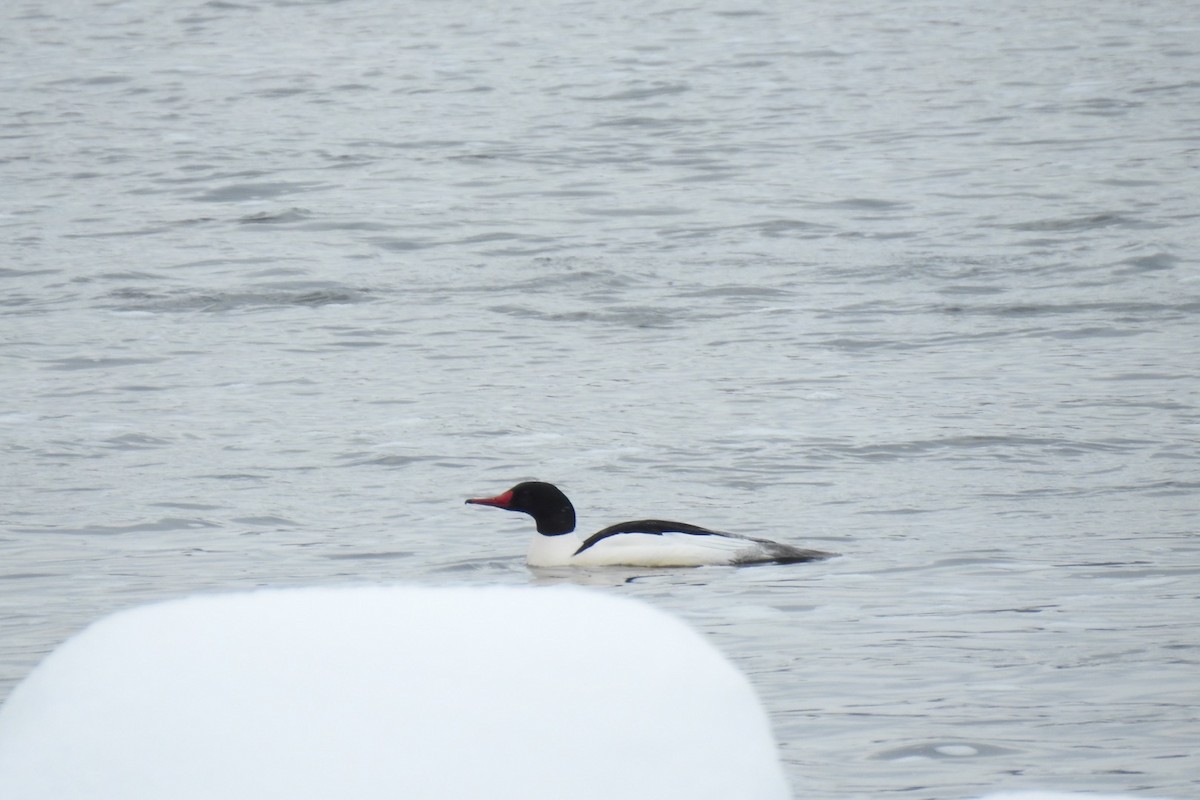 Common Merganser - ML539259351