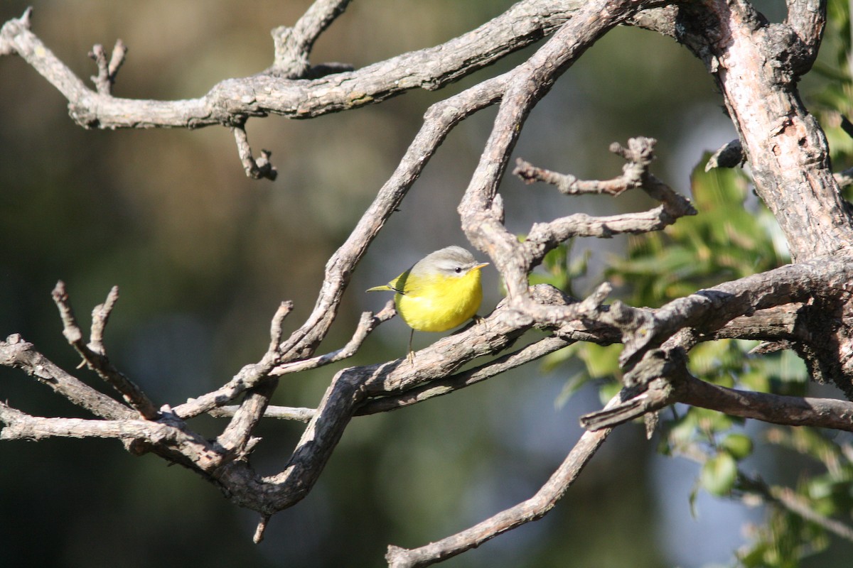 Gray-hooded Warbler - ML539260191