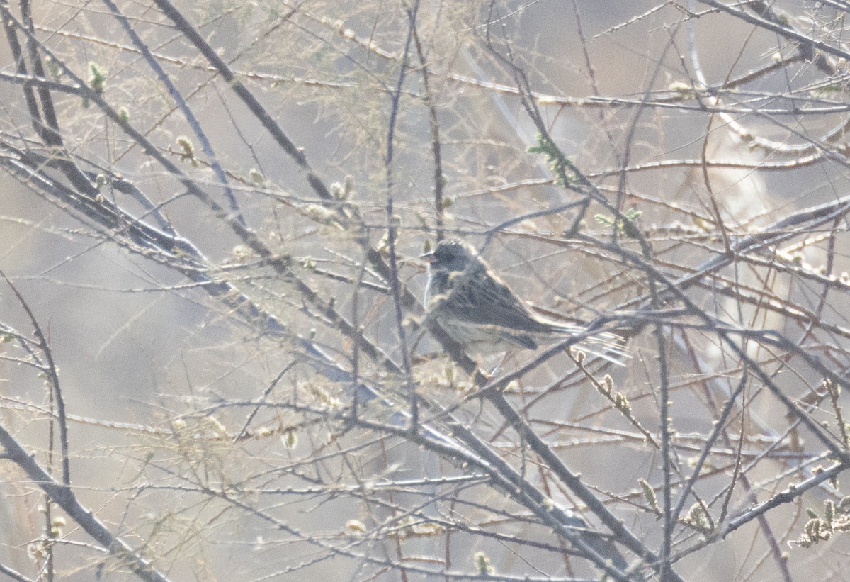 Black-faced Bunting - ML539262021