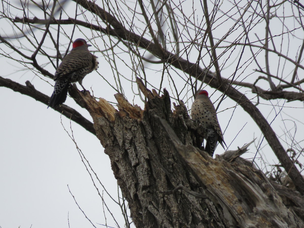 Northern Flicker - ML53926261