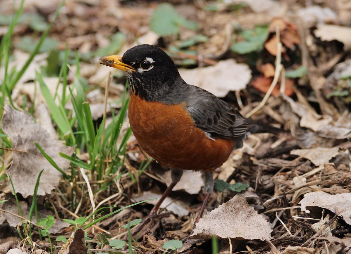 American Robin - ML53926281