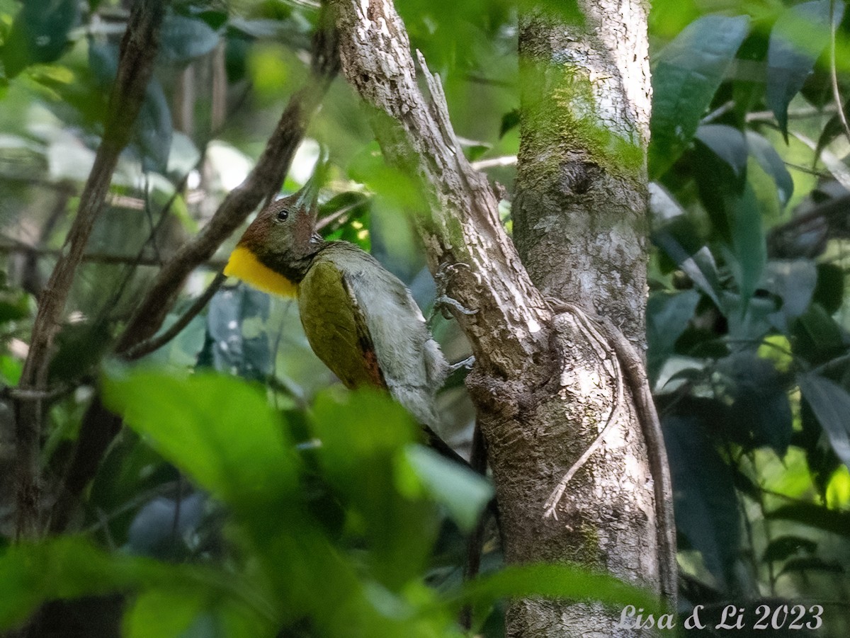 Greater Yellownape - ML539265391