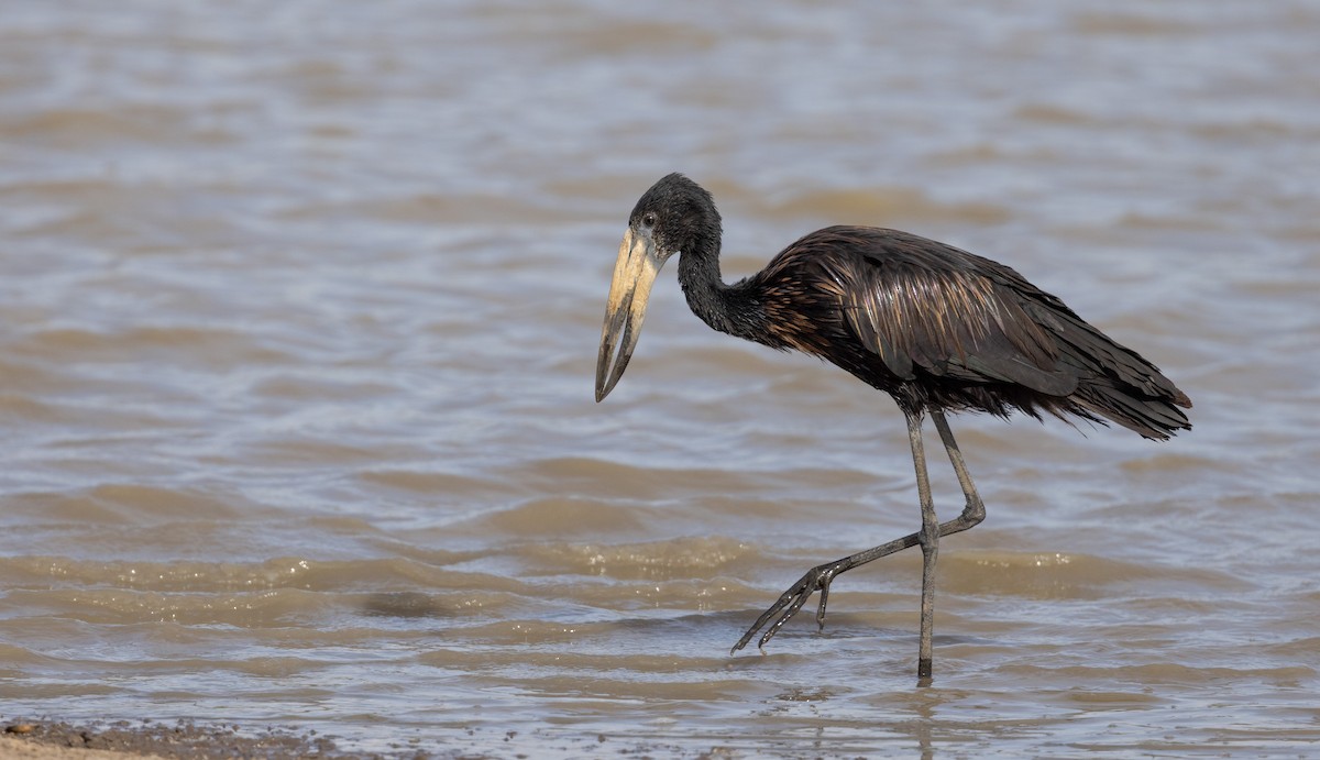 African Openbill - ML539265531