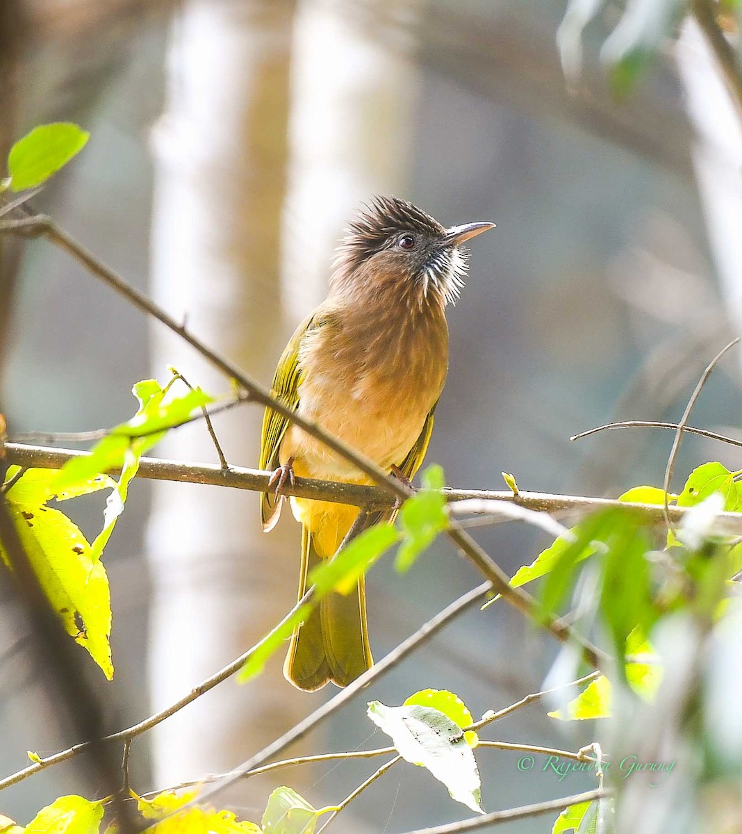 Mountain Bulbul - ML539266081