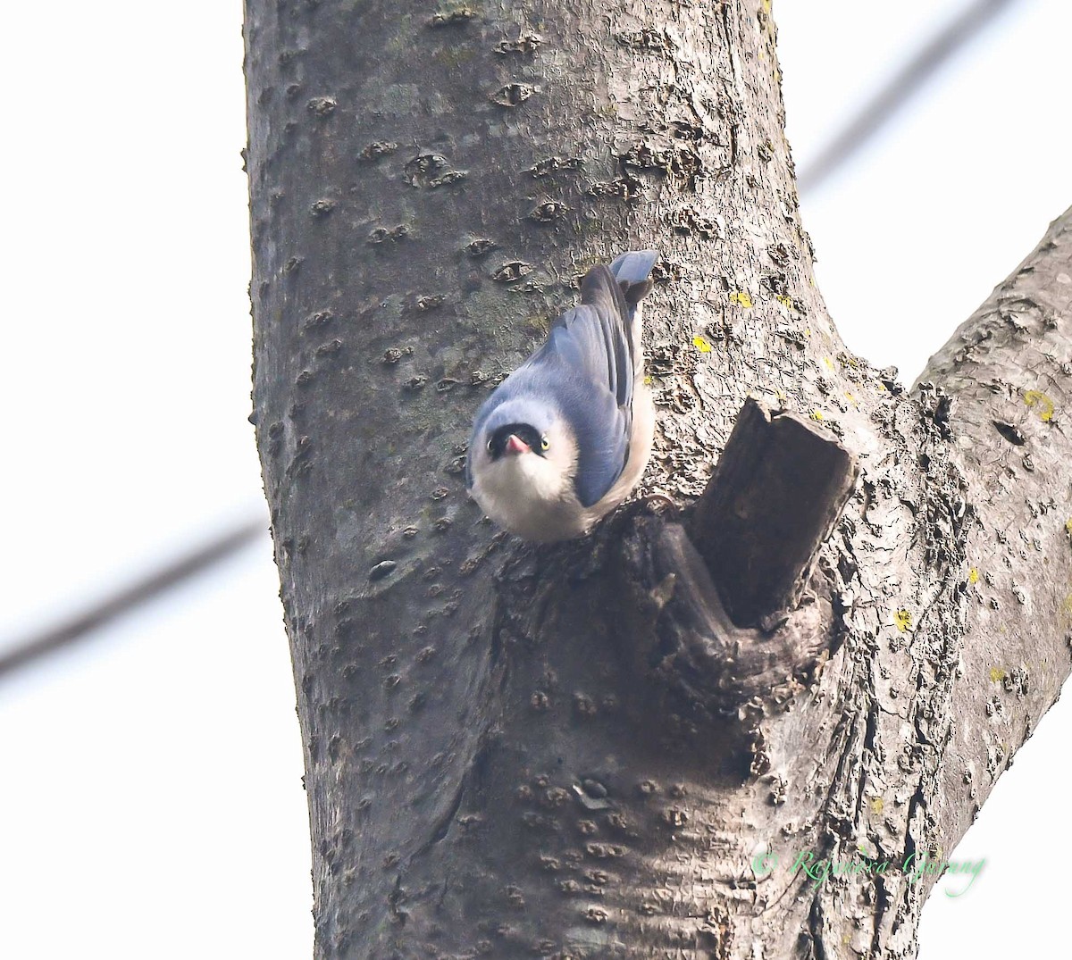 Velvet-fronted Nuthatch - ML539266311