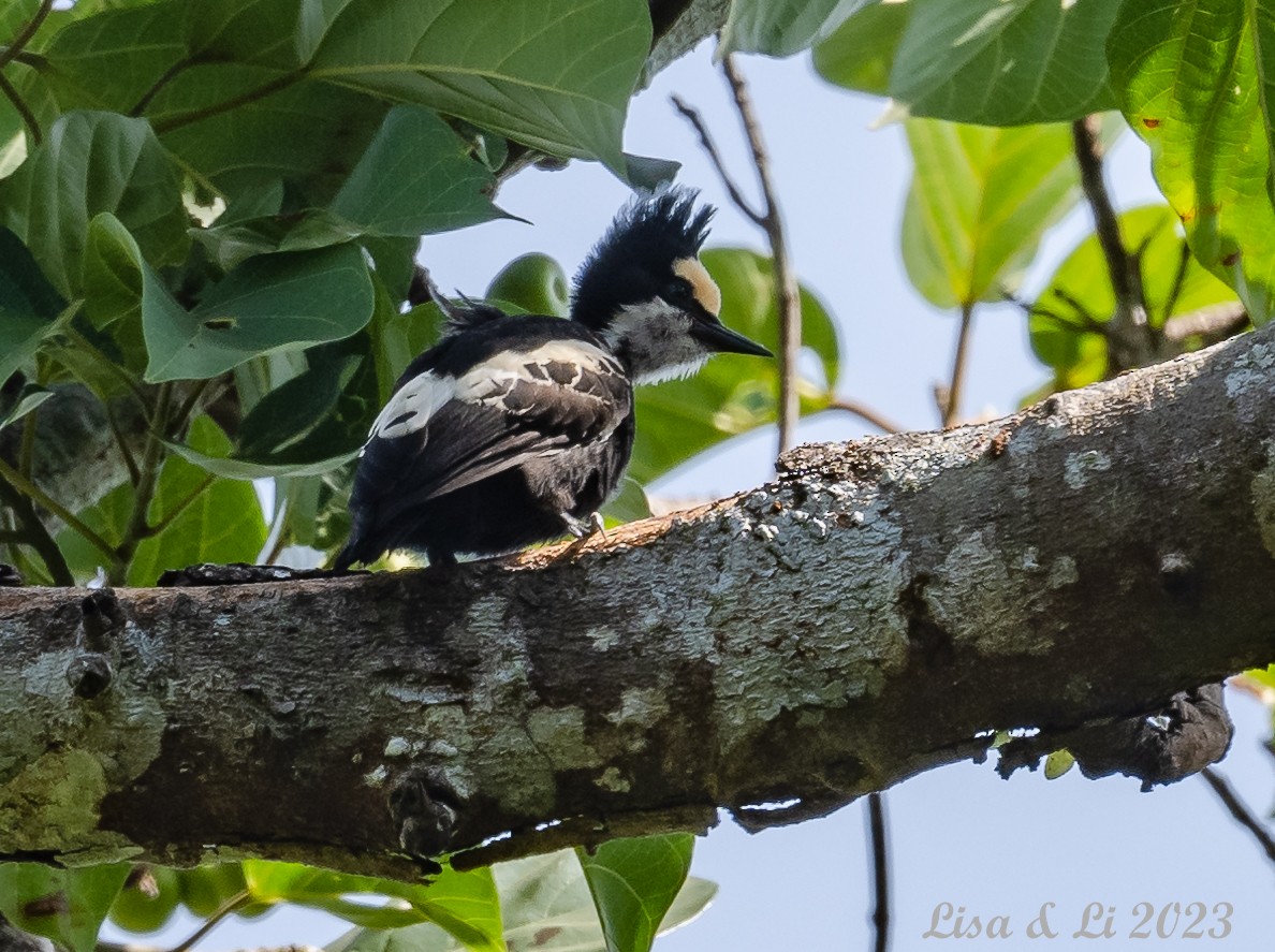 Heart-spotted Woodpecker - ML539266541