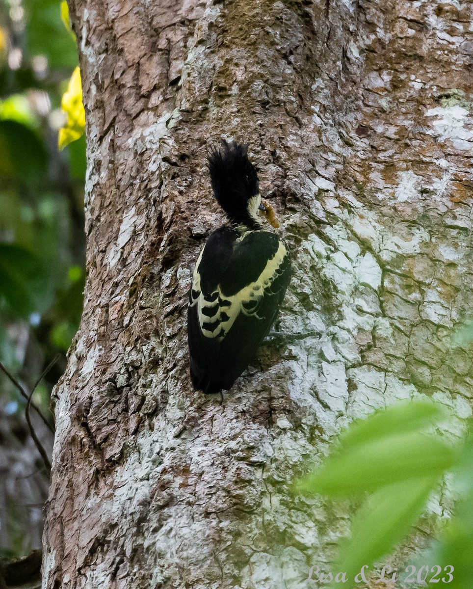Heart-spotted Woodpecker - ML539266561