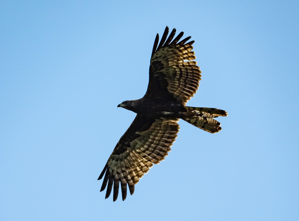 Oriental Honey-buzzard - ML539270201