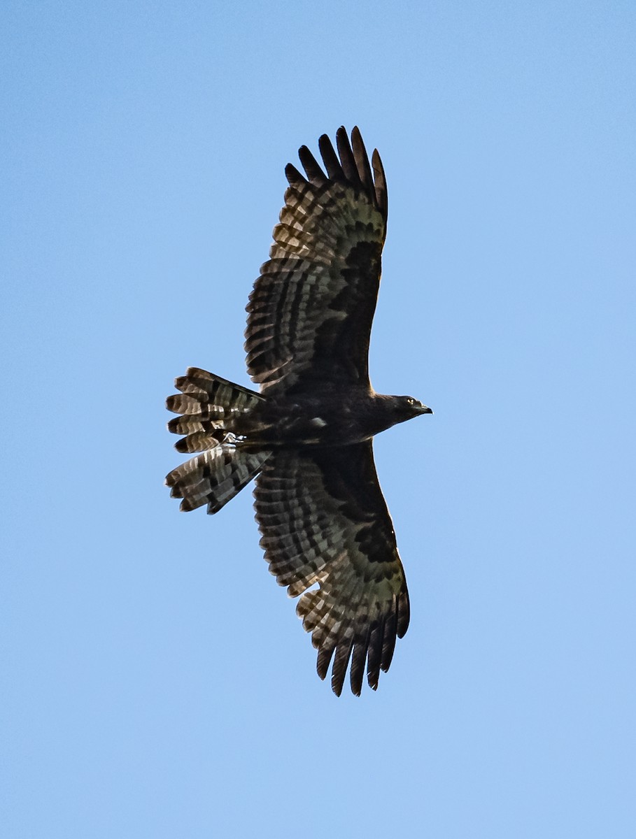 Oriental Honey-buzzard - ML539270211