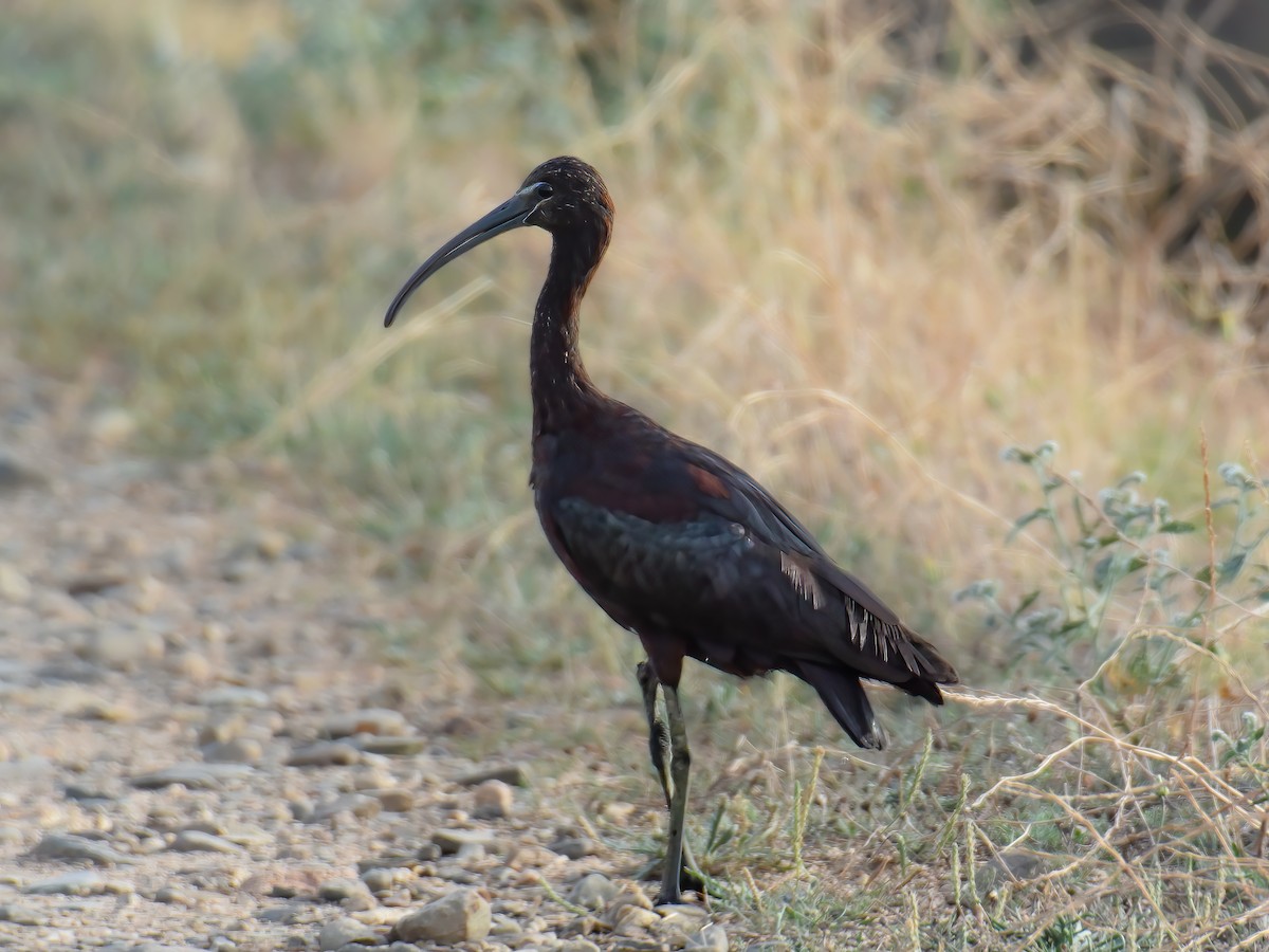 ibis hnědý - ML539271741