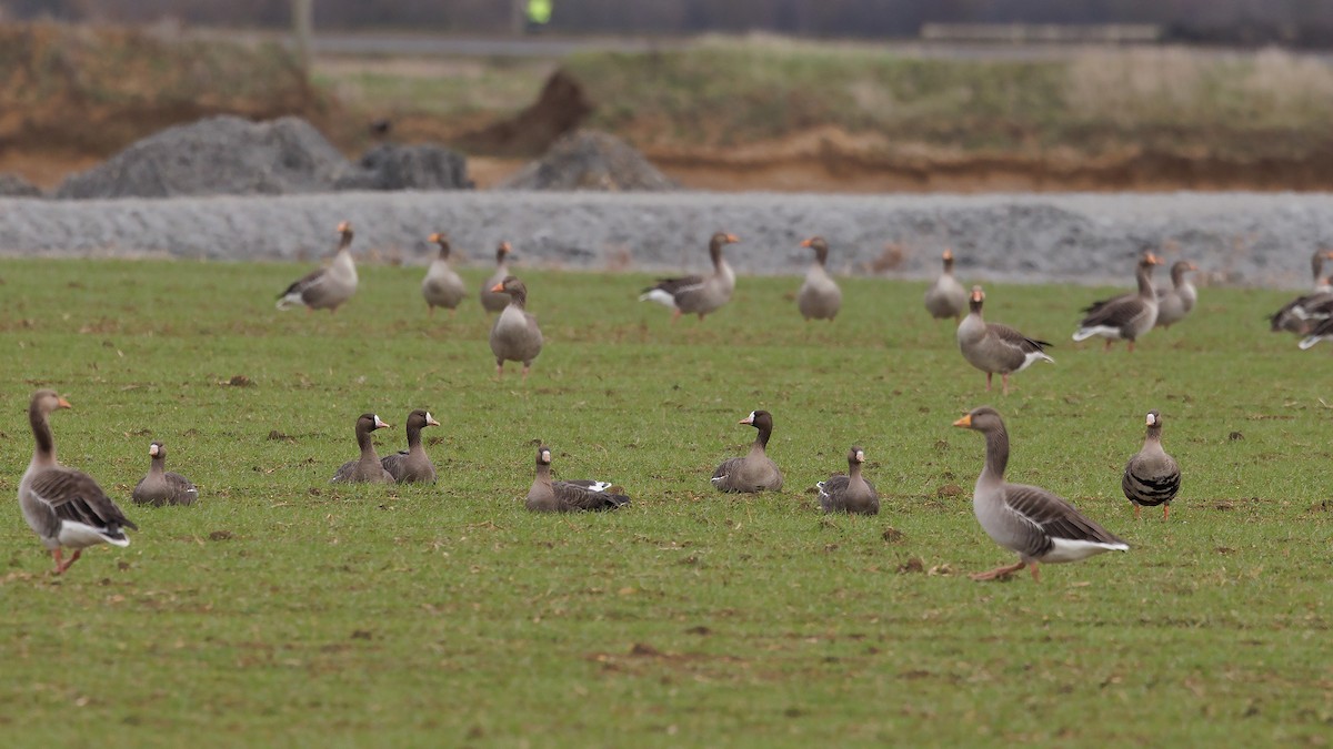 Greater White-fronted Goose (Eurasian) - ML539272161