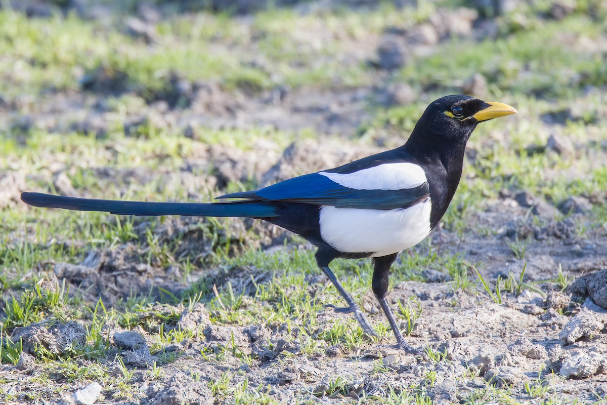 Yellow-billed Magpie - Linus Blomqvist