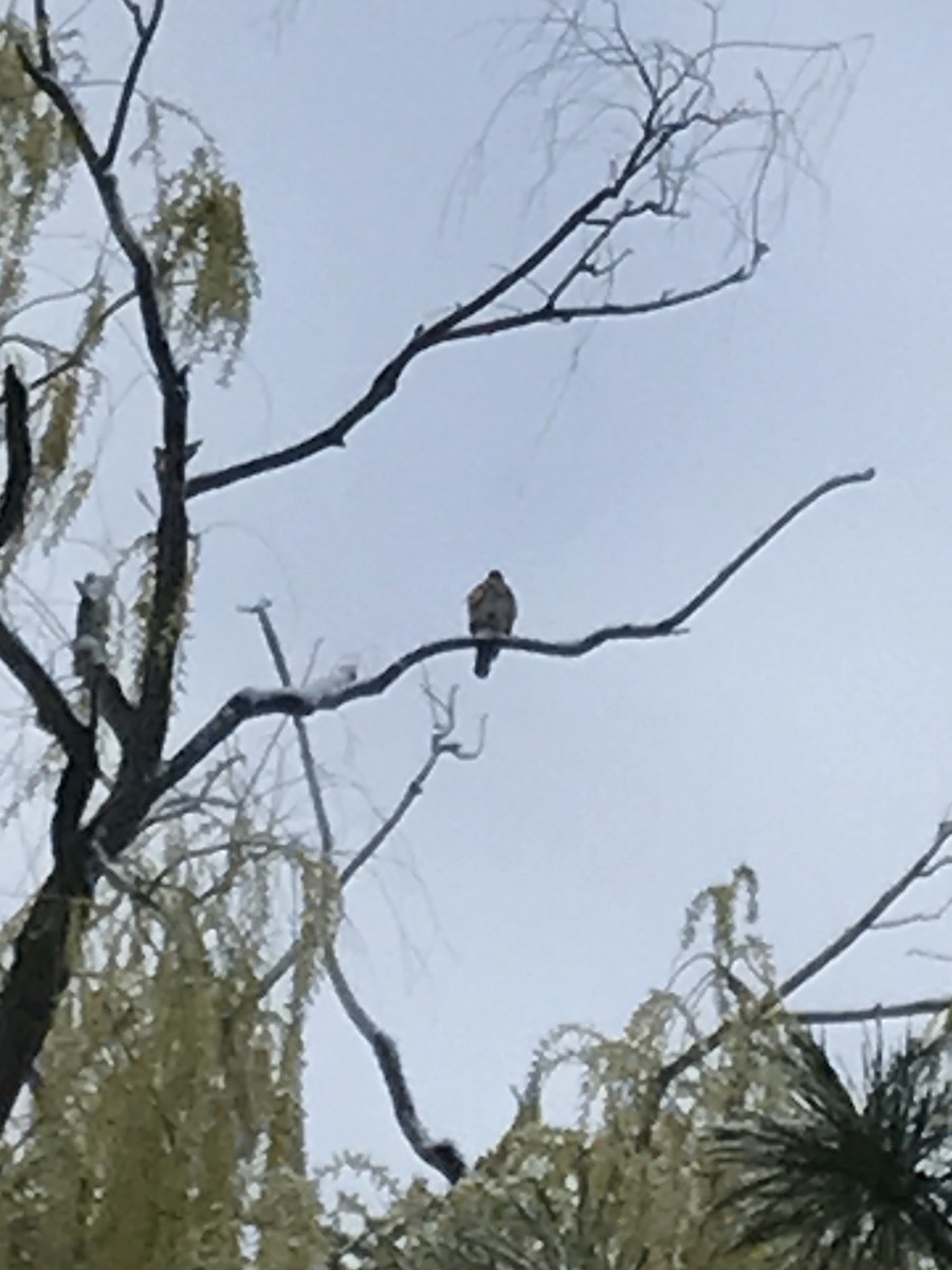 Cooper's Hawk - Ryan Sabel