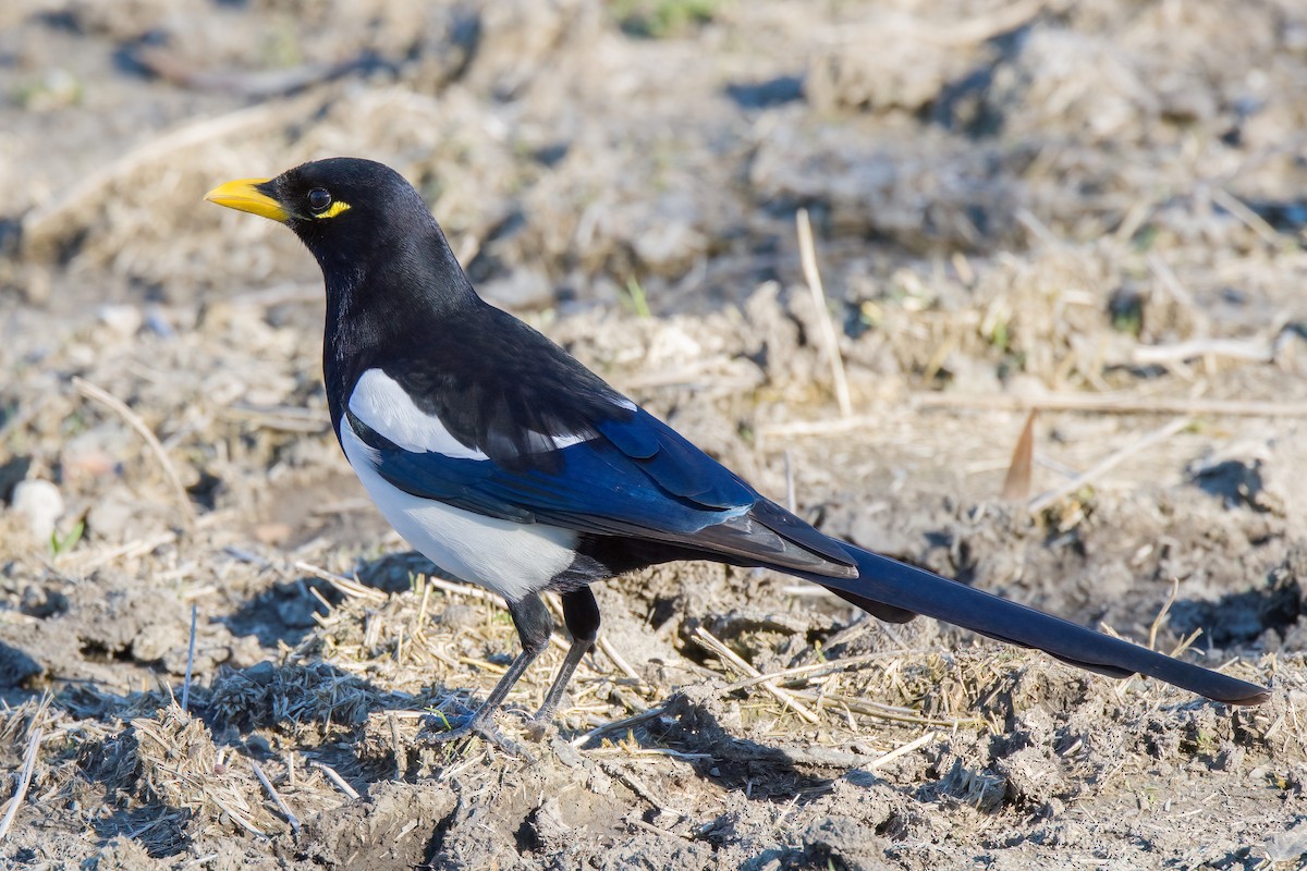 Yellow-billed Magpie - ML539272931