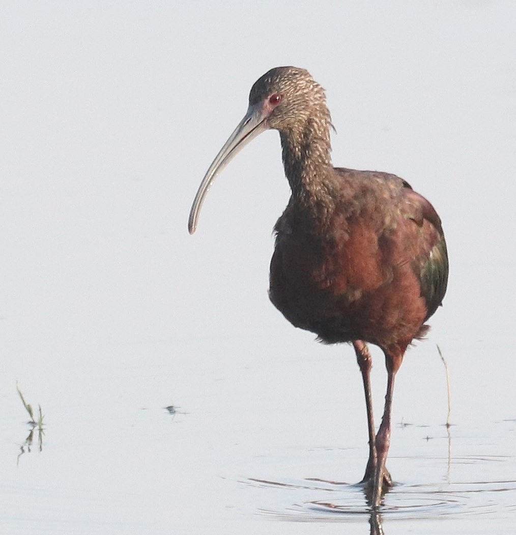 White-faced Ibis - ML539272961