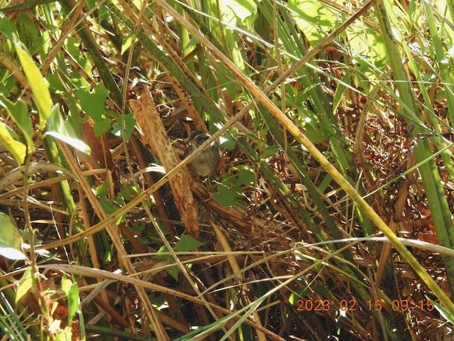 Swamp Sparrow - ML539273411
