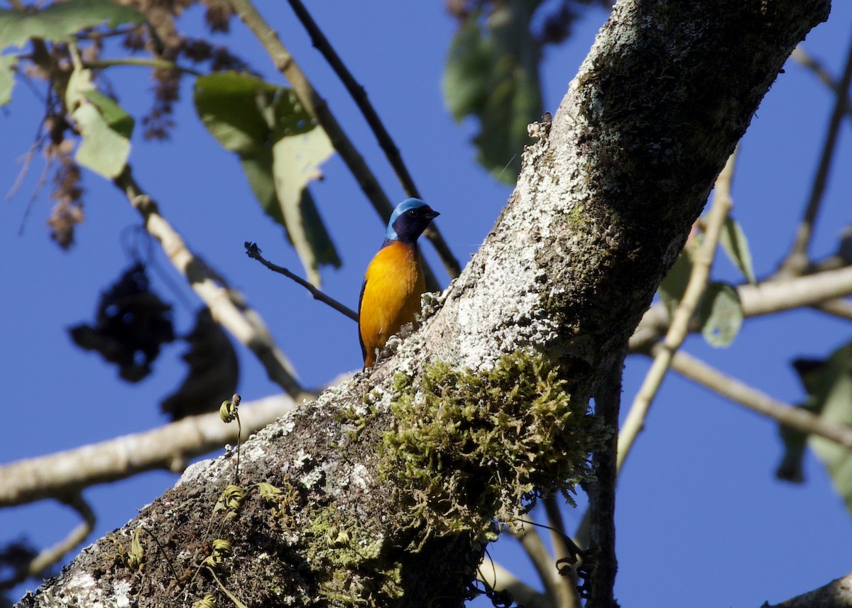 Elegant Euphonia - Nicole Desnoyers