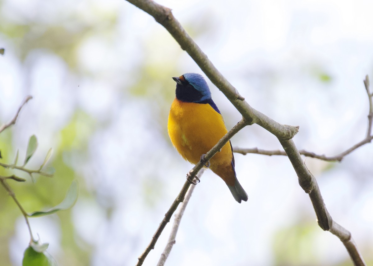 Elegant Euphonia - Nicole Desnoyers