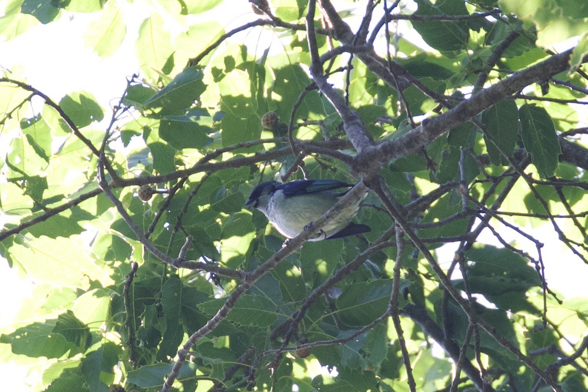 Azure-rumped Tanager - ML539275561